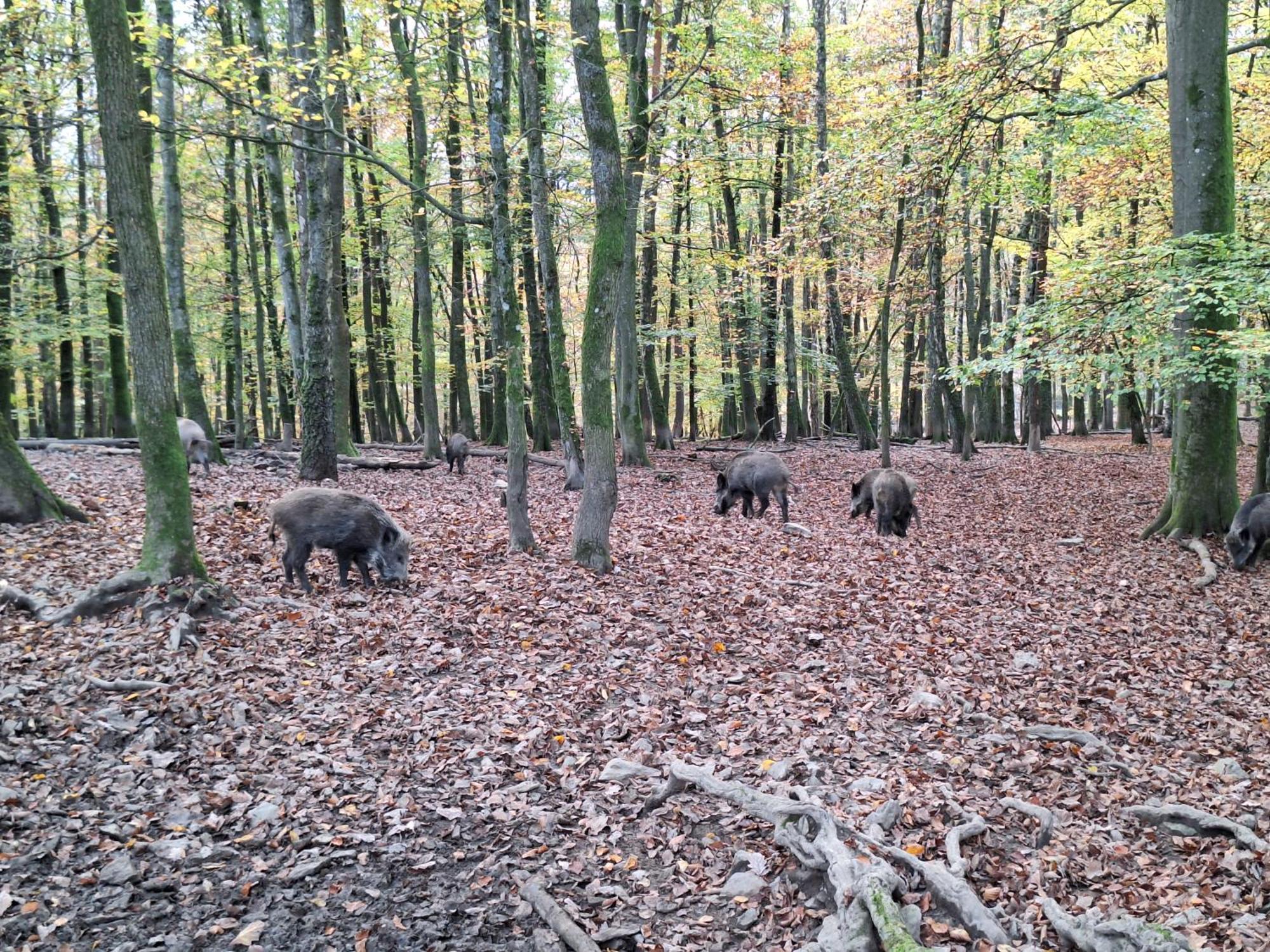 Chalet 139 Hakuna Matata Durbuy Zewnętrze zdjęcie
